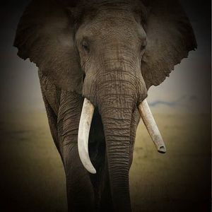 Meet your Posher, Kay